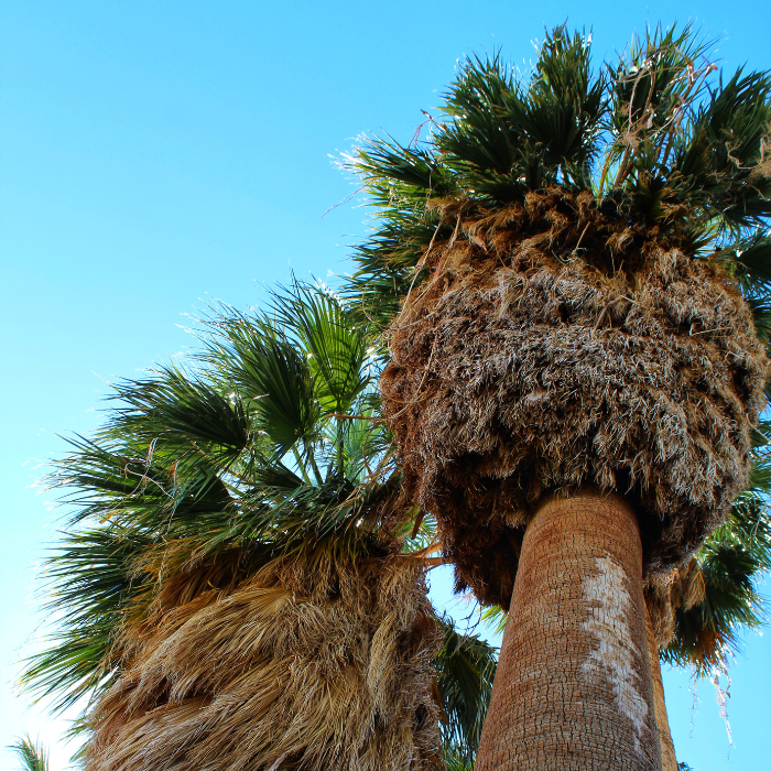 California Fan Palm (Washingtonia filifera)