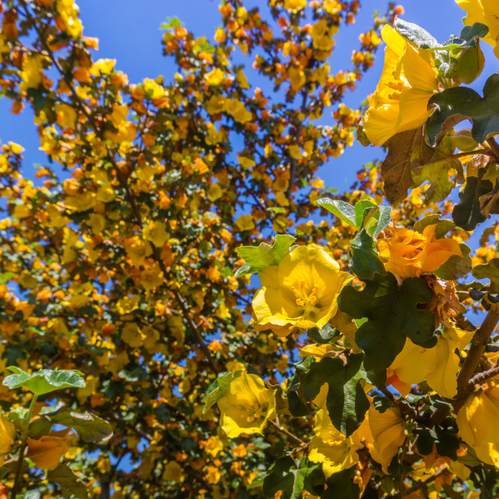 California Flannelbush (Fremontodendron Californicum)