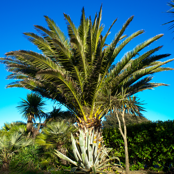 Canary Island Date Palm (Phoenix canariensis)