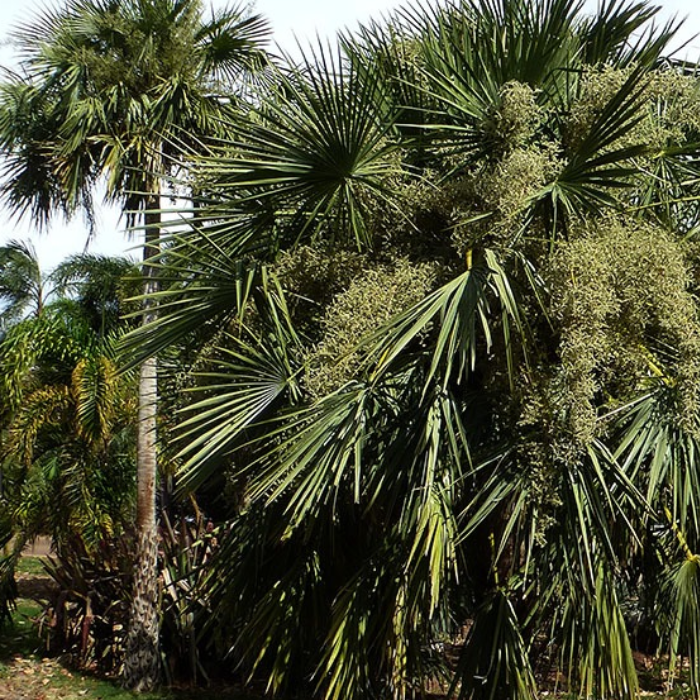 Caranday Palm (Copernicia alba)