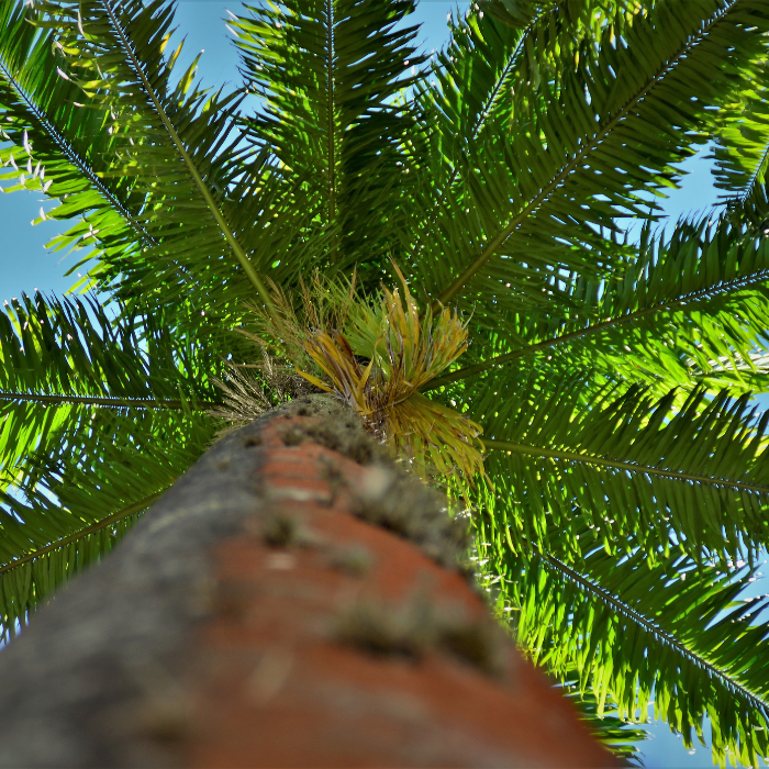 Caribbean Royal Palm (Roystonea oleracea)