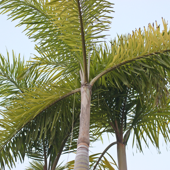 Carpentaria Palm (Carpentaria acuminata)