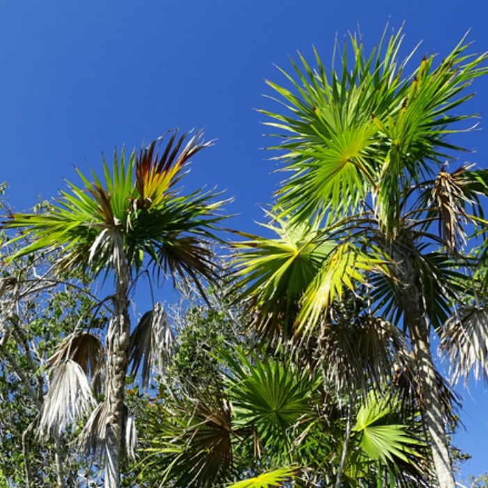 Cayman Thatch Palm (Coccothrinax proctorii)