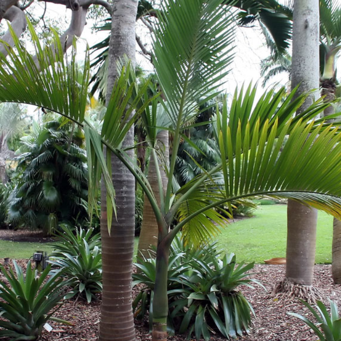 Champagne Palm (Hyophorbe indica)