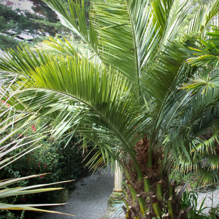 Chilean Wine Palm (Jubaea chilensis)