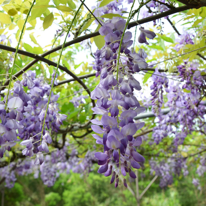 Chinese Blue Wisteria (Wisteria sinensis 'Prolific')