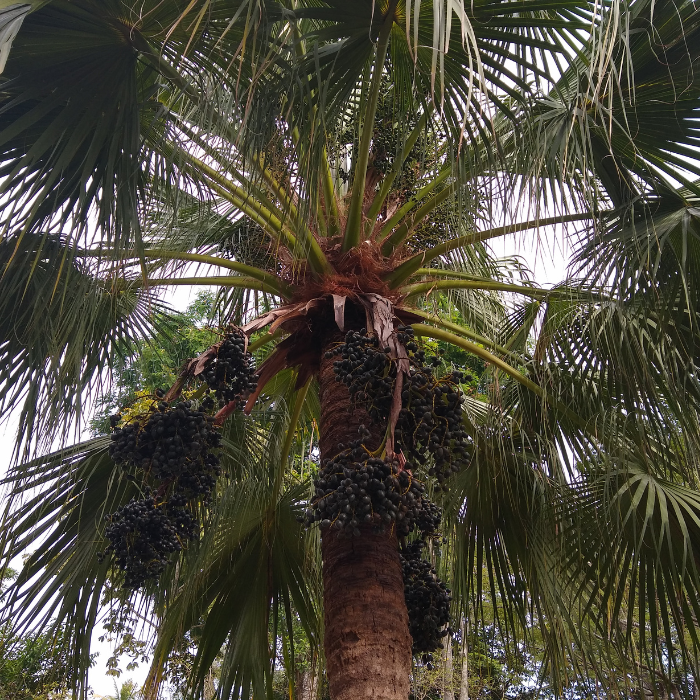 Chinese Fan Palm (Livistona chinensis)