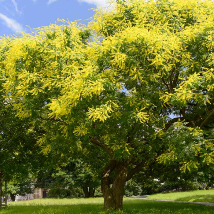 Chinese Flame Tree (Koelreuteria bipinnata)