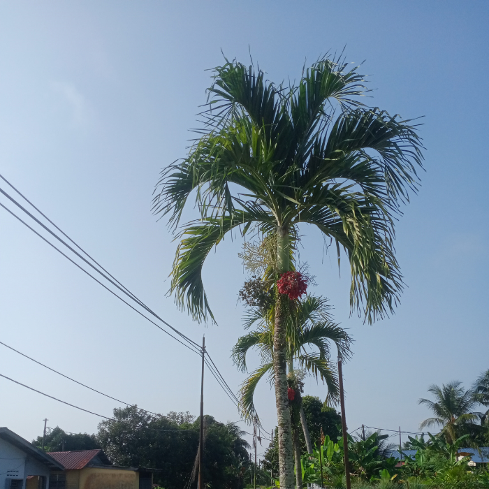 Christmas Palm (Veitchia merrillii)