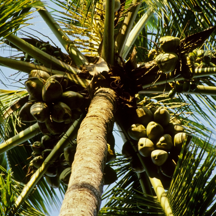 Coconut Palm (Cocos nucifera)