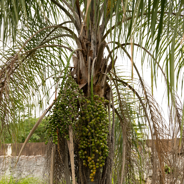 Coconut Queen Palm (Syagrus x costae)