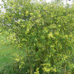 35 Different Types of Yellow Flowering Trees (With Pics)