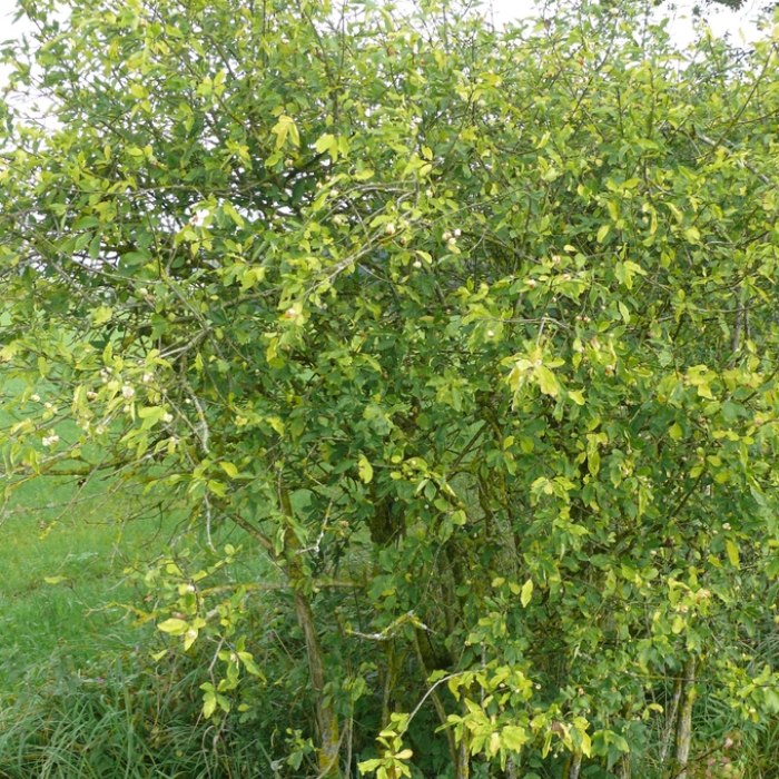 Common Spindle Tree (Euonymus europaeus)