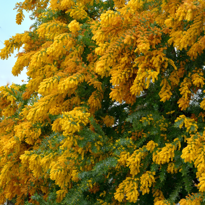 Cootamundra Wattle (Acacia baileyana)