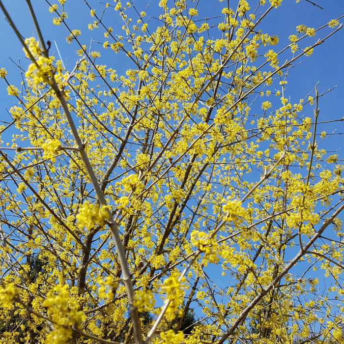 Cornelian Cherry (Cornus mas)