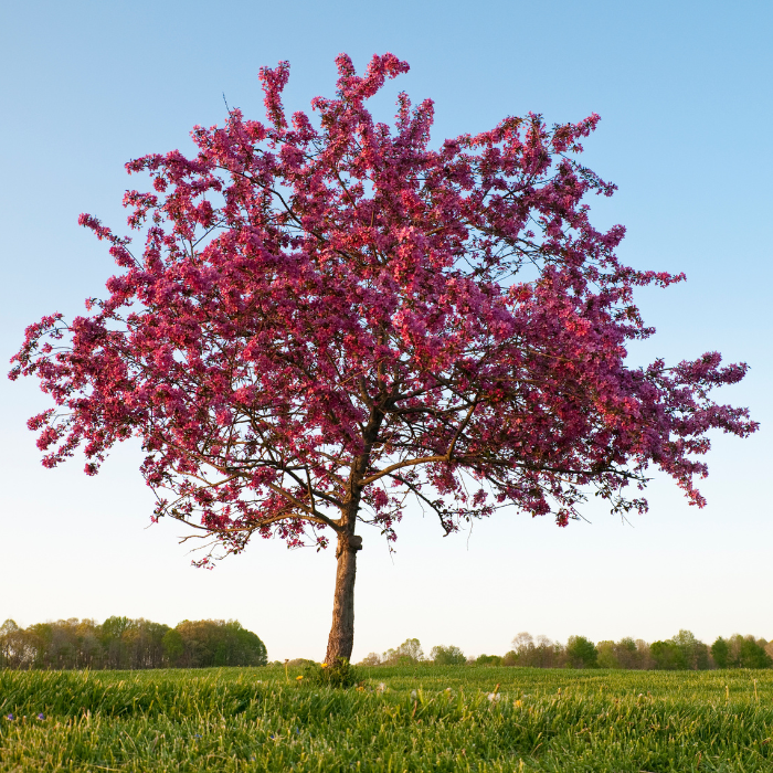 Crab Apple (Malus sylvestris)