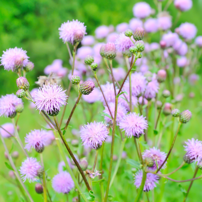 Creeping Thistle (Cirsium arvense)