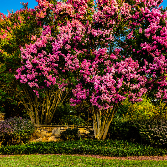 Crepe Myrtle (Lagerstroemia)