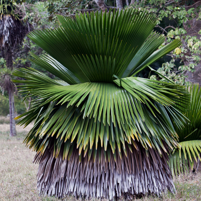 Cuban Petticoat Palm (Copernicia macroglossa)