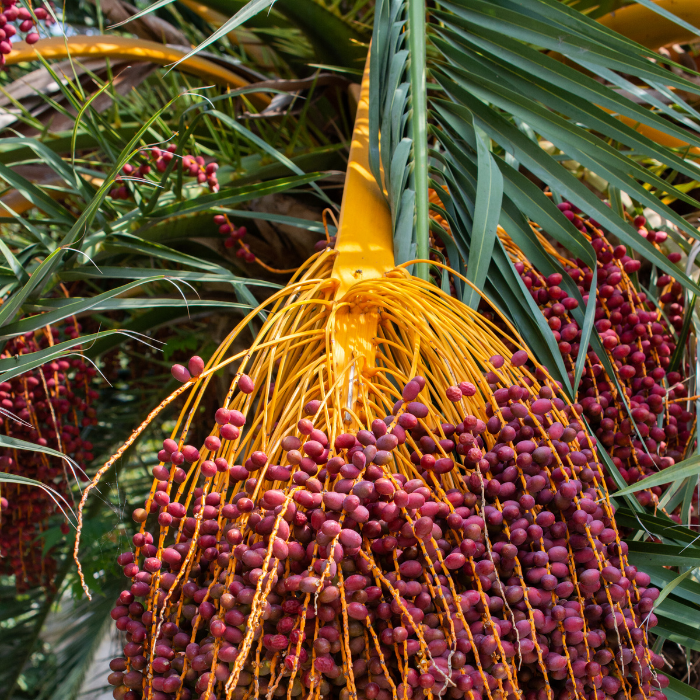 Date Palm (Phoenix dactylifera)