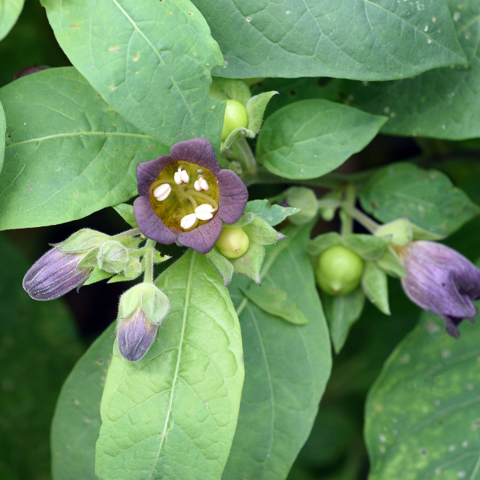 Deadly Nightshade (Atropa belladonna)