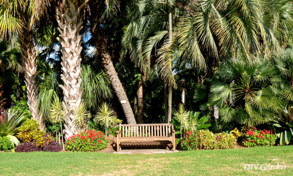 Different Types of Palm Trees