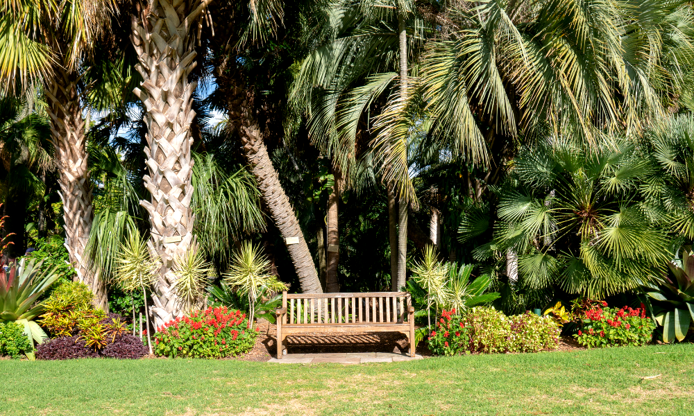 Different Types of Palm Trees