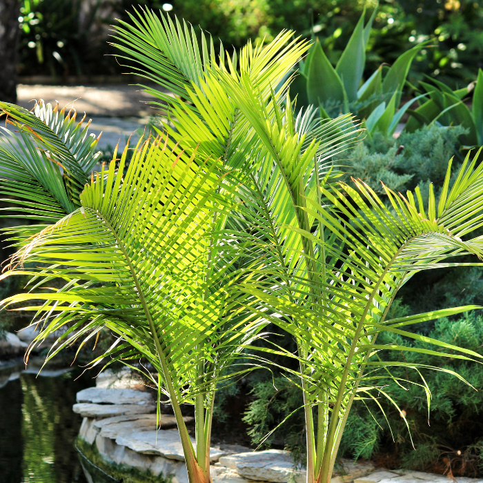 Dwarf Majesty Palm (Ravenea hildebrandtii)