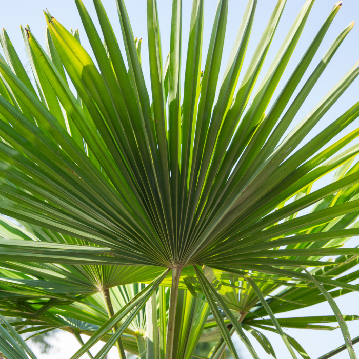 Dwarf Palmetto (Sabal minor)