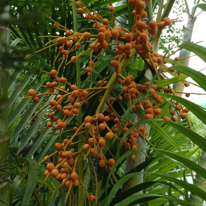 Dwarf Sugar Palm (Arenga engleri)