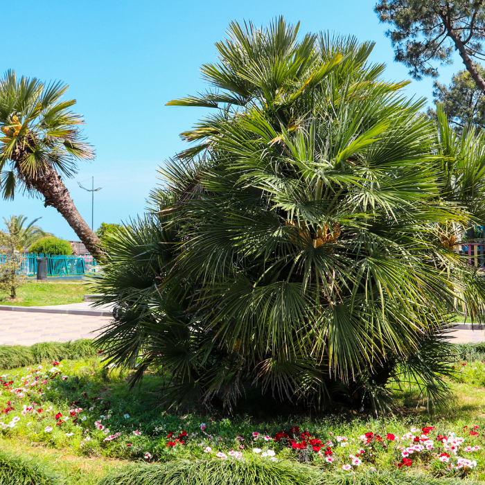 European Fan Palm (Chamaerops humilis)