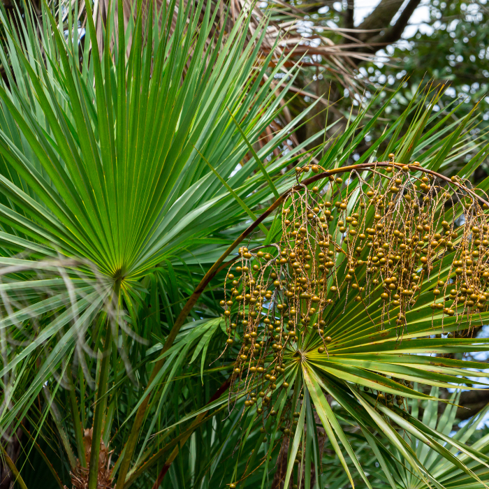 Everglades Palm (Acoelorrhaphe wrightii)