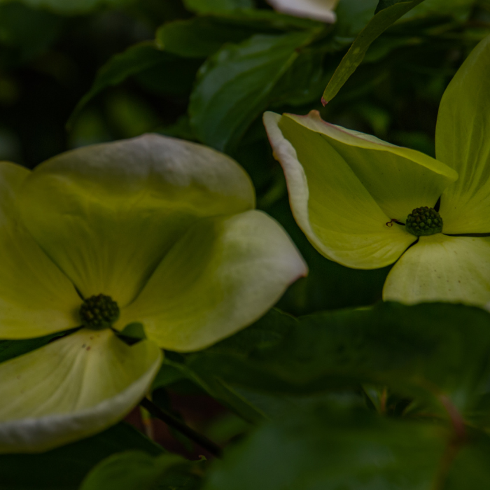 Evergreen Dogwood (Cornus capitata)