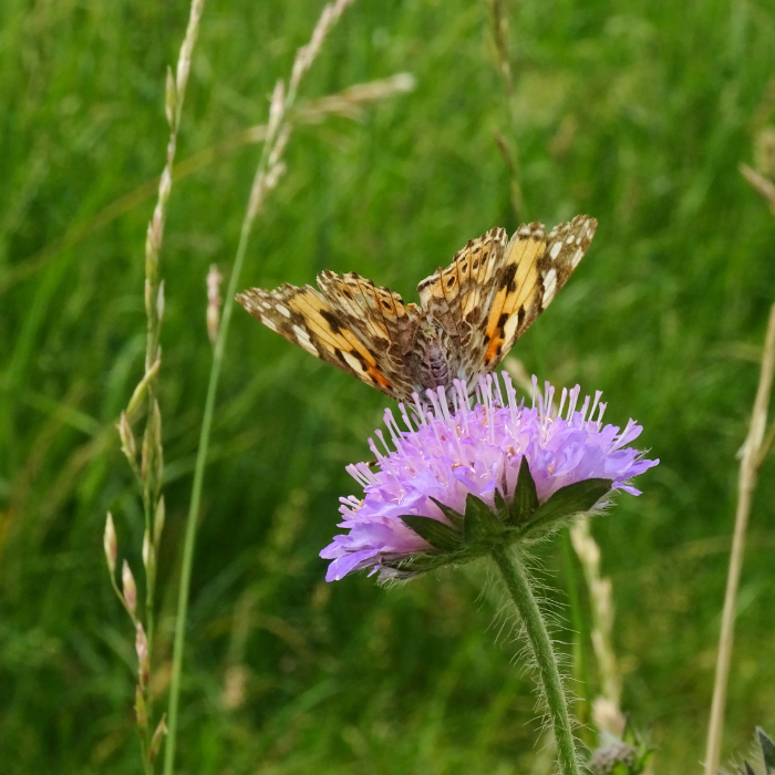 Field Scabious (Knautia arvensis)