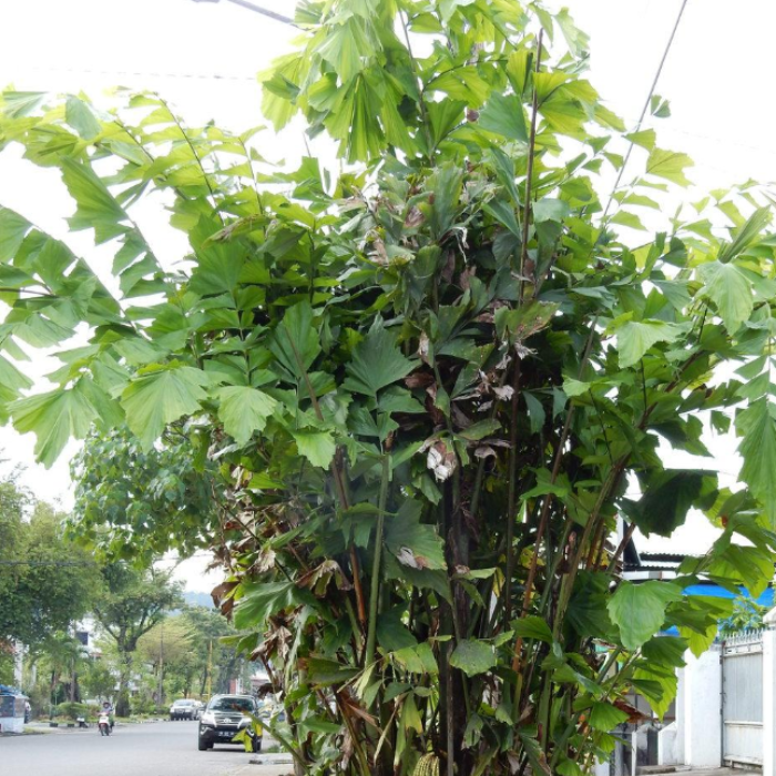 Fishtail Palm (Caryota mitis)