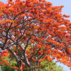 17 Outstanding Orange Flowering Trees (With Pictures!)