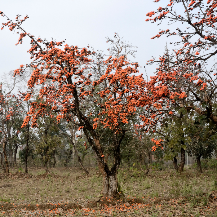 Flame of the Forest (Butea monosperma)