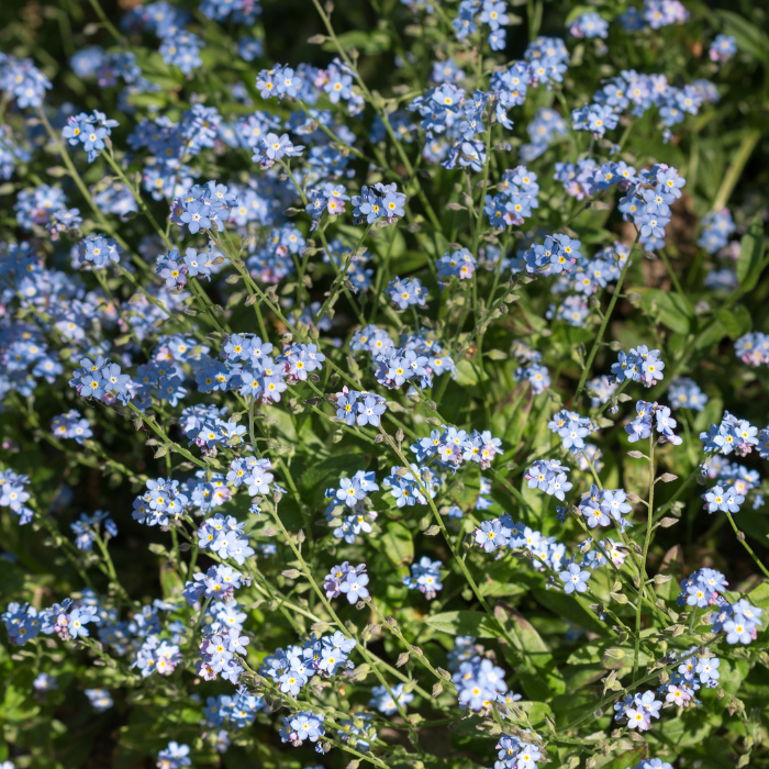 Forget-Me-Not (Myosotis)