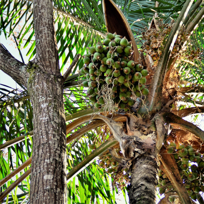 Foxtail Palm (Wodyetia bifurcata)