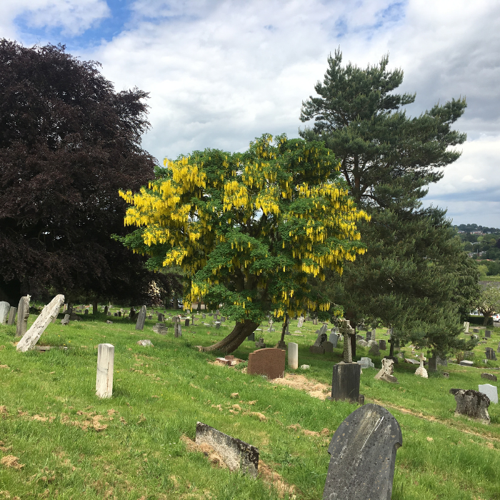 Golden Chain Tree (Laburnum x watereri)