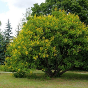35 Different Types of Yellow Flowering Trees (With Pics)