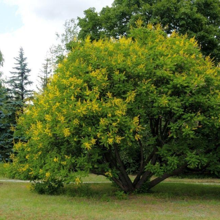 Golden Rain Tree (Koelreuteria paniculata)