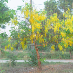 35 Different Types of Yellow Flowering Trees (With Pics)