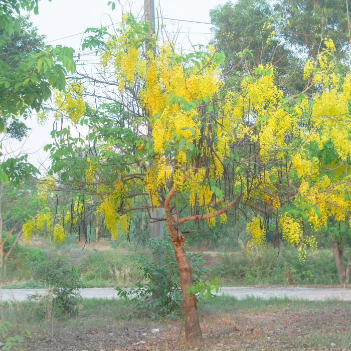 Golden Shower Tree (Cassia fistula)