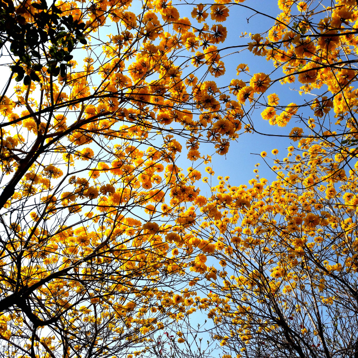 Golden Trumpet Tree (Tabebuia chrysotrichus)