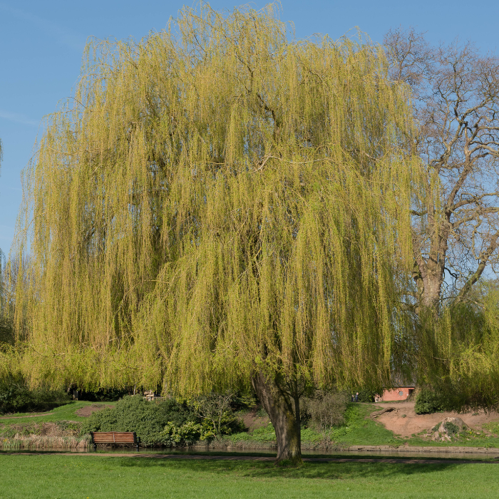 Golden Weeping Willow (Salix 'Chrysocoma')