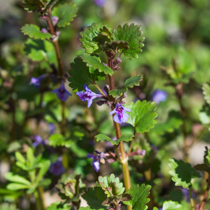 Ground Ivy (Glechoma hederacea)