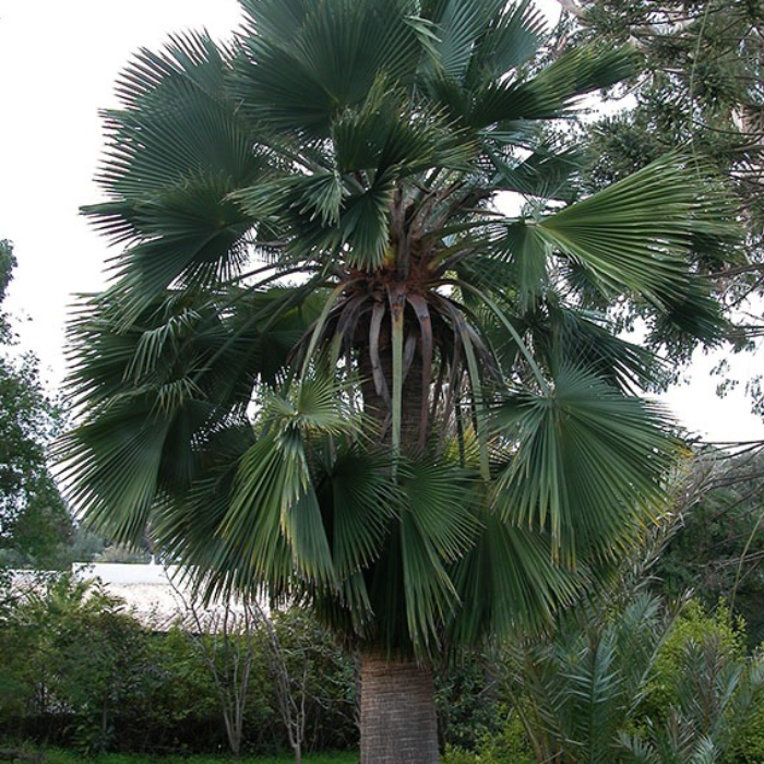 Guadalupe Palm (Brahea edulis)