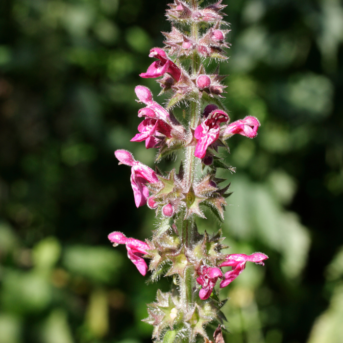 Hedge Woundwort (Stachys sylvatica)