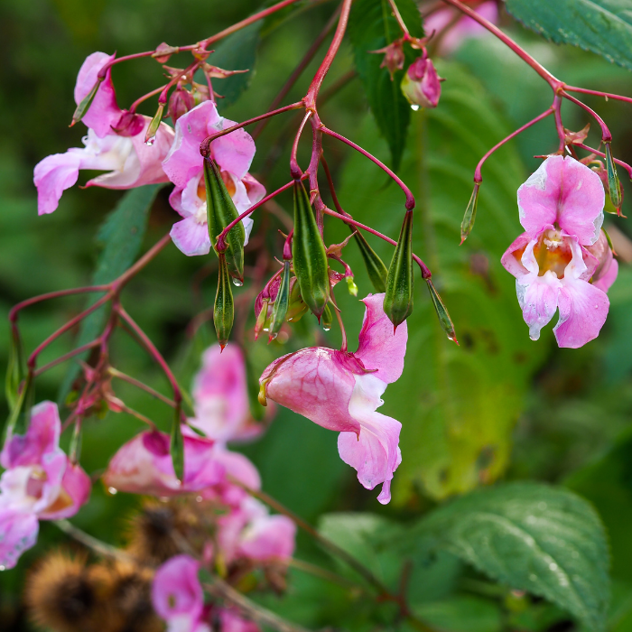 Himalayan Balsam (Impatiens glandulifera)